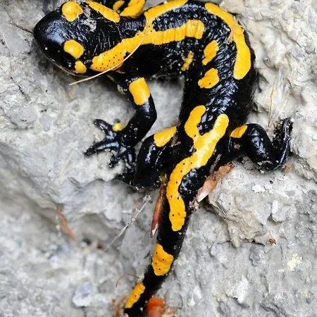 Апартаменты Jansky Липтовски-Ян